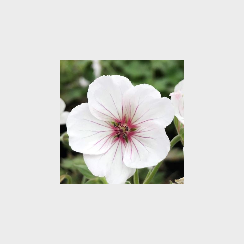 Geranium Coombland White  - Storken�b