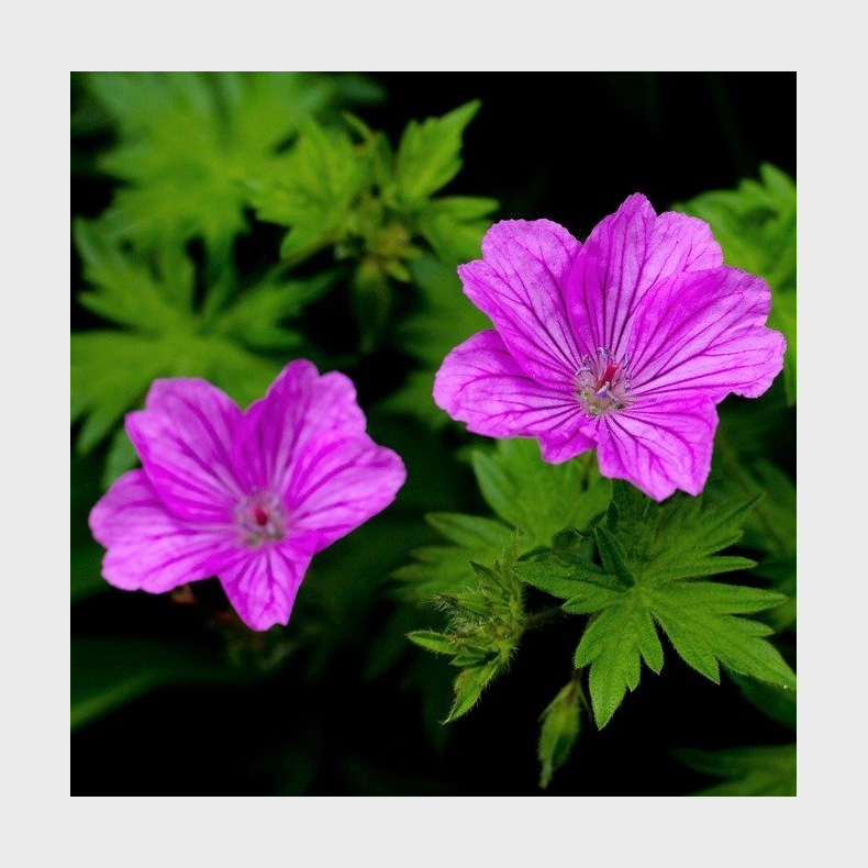 Geranium Dilys - Storkenb