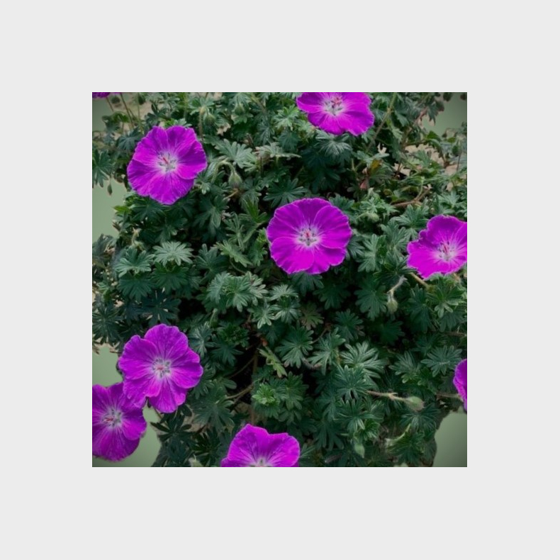 Geranium hybrida Frivolius Purple - Storkenb