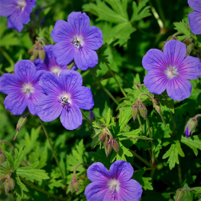 Geranium himalayense Gravetye - Storkenb