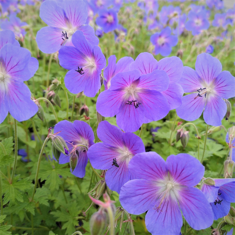 Geranium himalayense Johnson's Blue - Storkenb