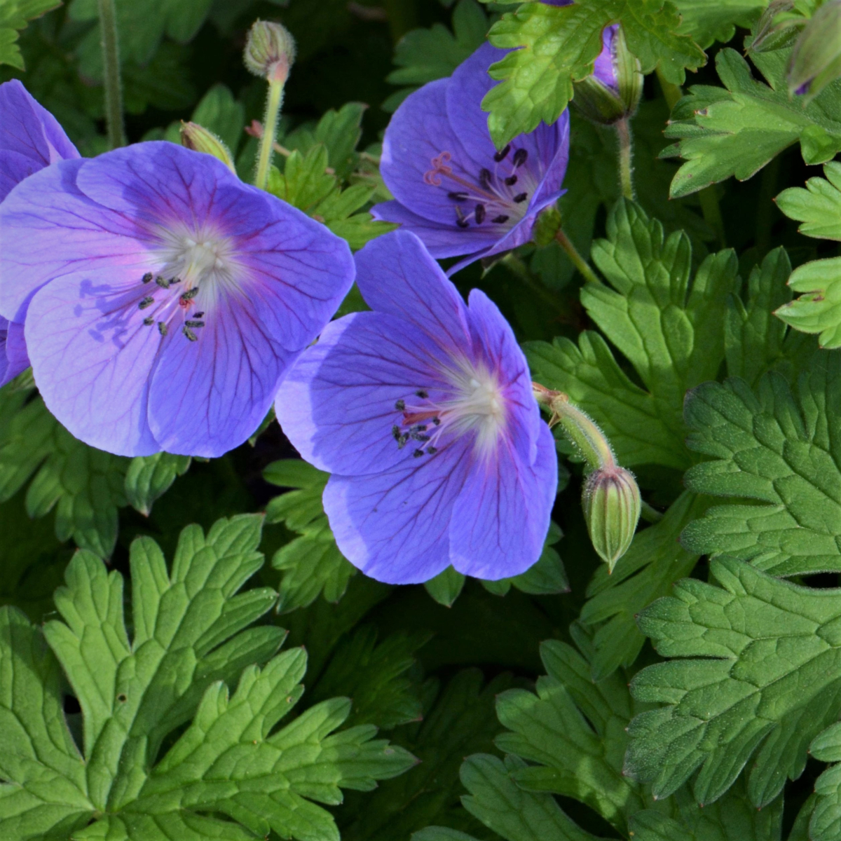 Storkenæb Geranium himalayense gode stauder online her