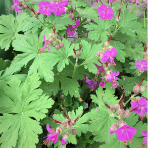 Geranium macrorrhizum Bevan's Variety - Storkenb