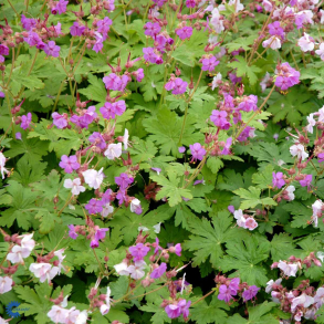 Geranium macrorrhizum Czakor - Storrodet Storken�b