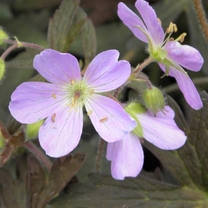 Geranium maculatum Espresso - Storkenb