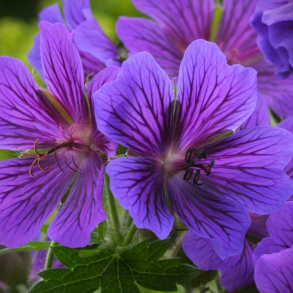 Geranium magnificum Rosemoor - Storkenb 