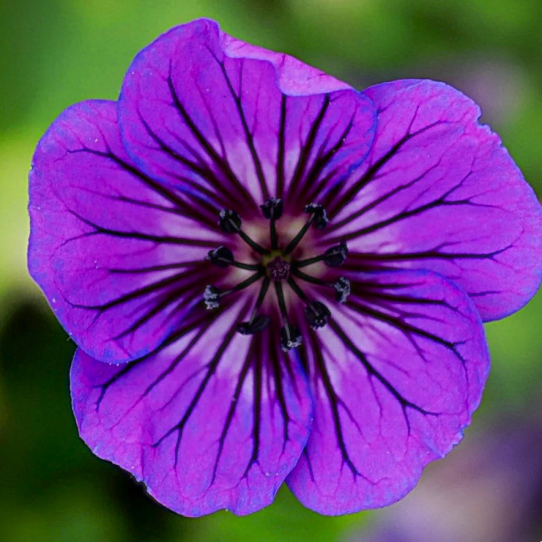 Geranium hybrida Mary Anne - Storkenb