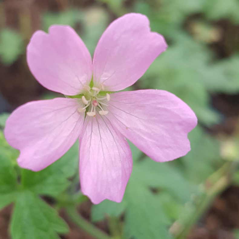 Geranium oxonianum Frank Lawley - Storkenb