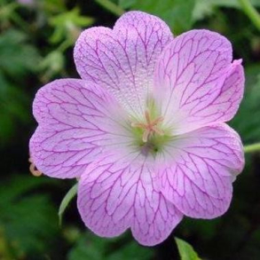 Geranium oxonianum Hollywood - Storkenb