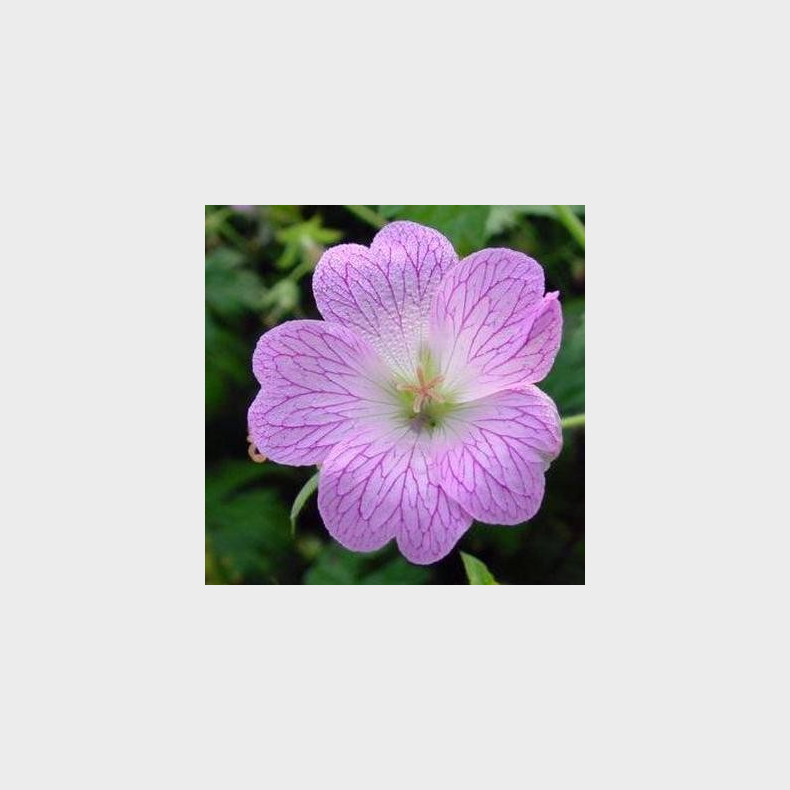 Geranium oxonianum Hollywood - Storkenb