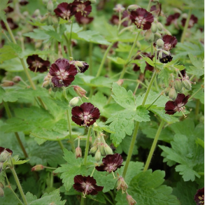 Geranium phaeum Angelina - Blgekronet storkenb