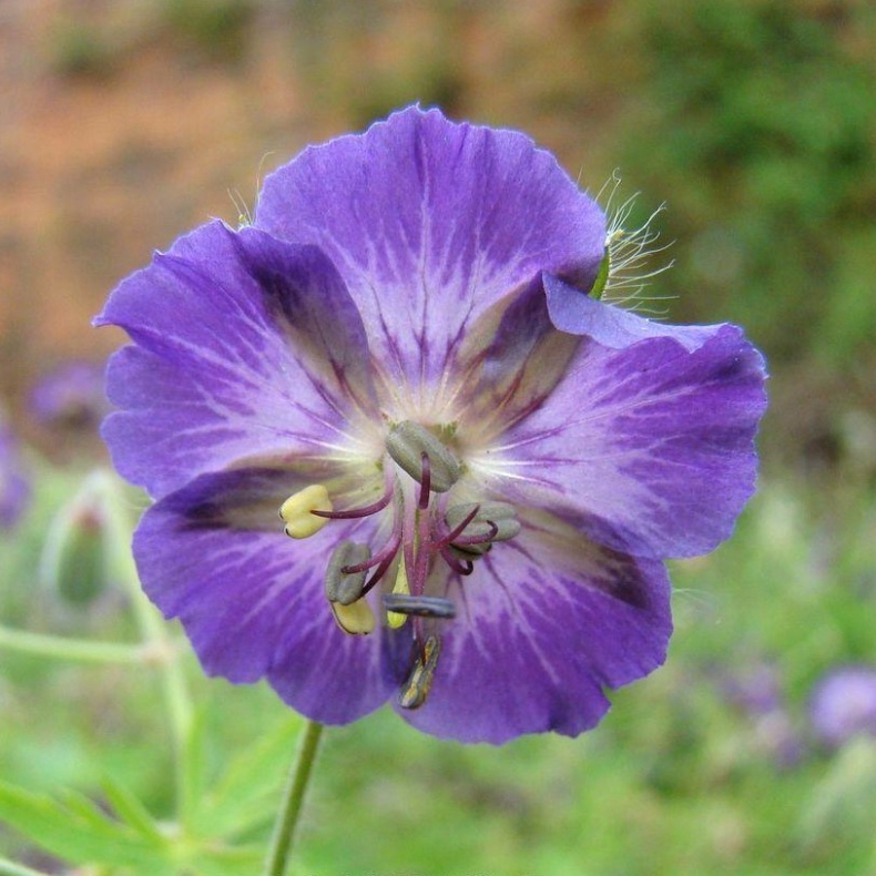Geranium phaeum Klepper - Blgekronet Storkenb