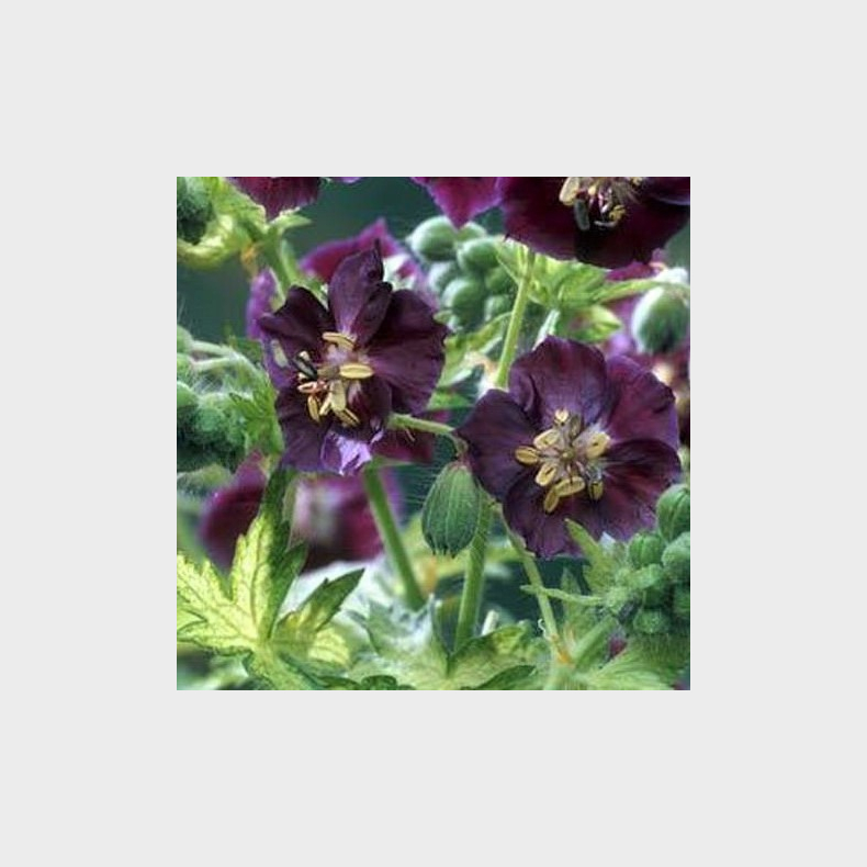 Geranium phaeum Springtime - Storkenb