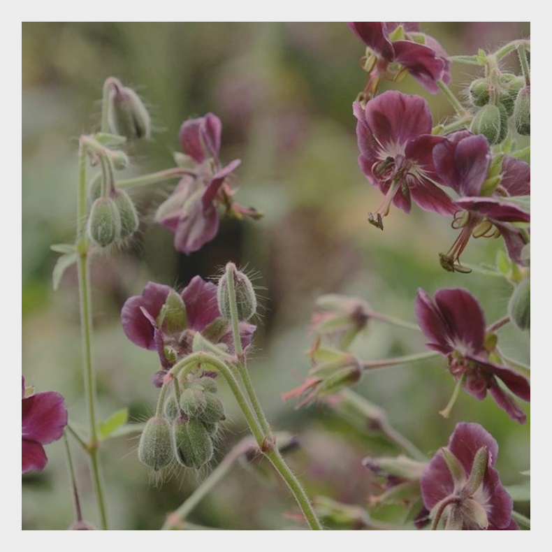 Geranium phaeum - Blgekronet Storkenb