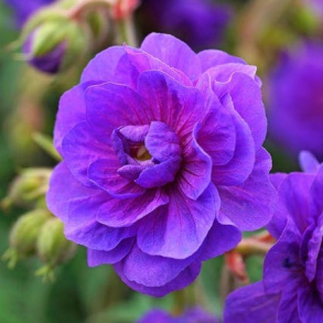Geranium pra. plenum Violaceum - Engstorkenb