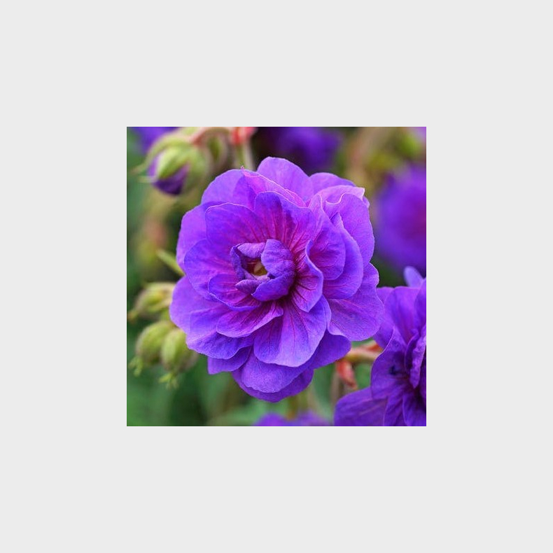 Geranium pra. plenum Violaceum - Engstorkenb