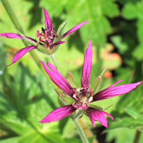 Geranium oxonianum Catherine Deneuve - Storkenb