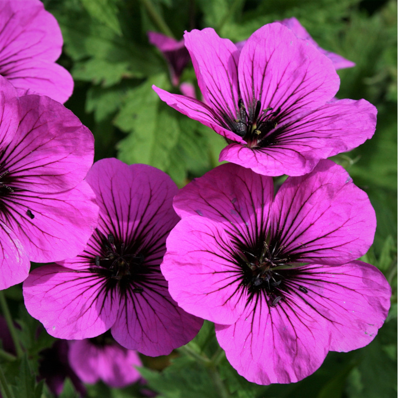 Geranium psilostemon Patricia - Armensk storken�b