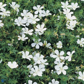Geranium sanguineum Album - Storkenb