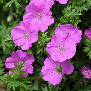 Geranium sanguineum Ankums Pride - Storken�b