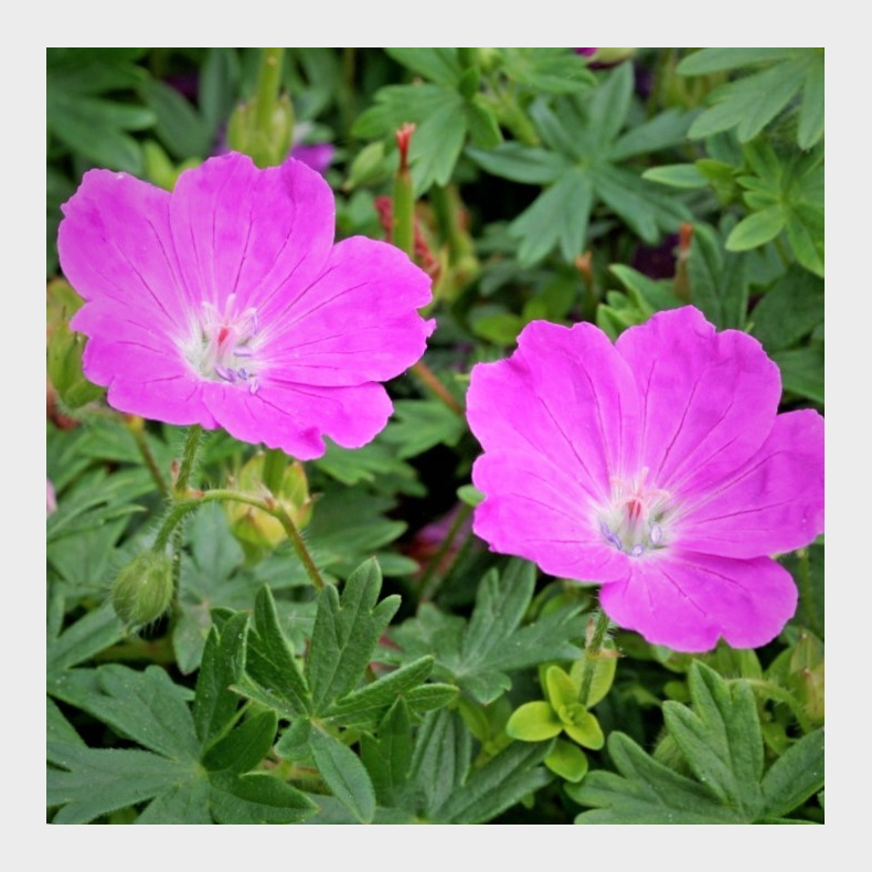 Geranium sanguineum New Hampshire Purple -  Blodrd Storkenb