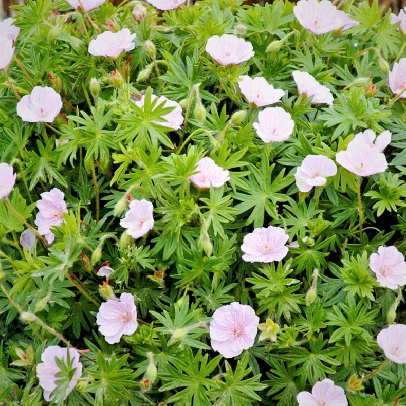 Geranium sanguineum var. striatum - Storkenb