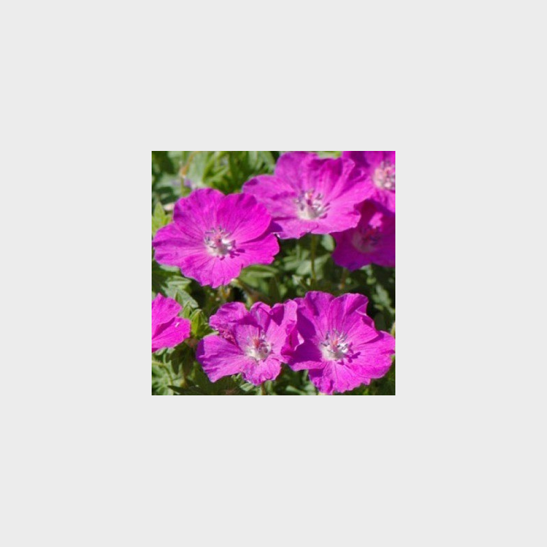 Geranium sanguineum Vision Violet - Storken�b