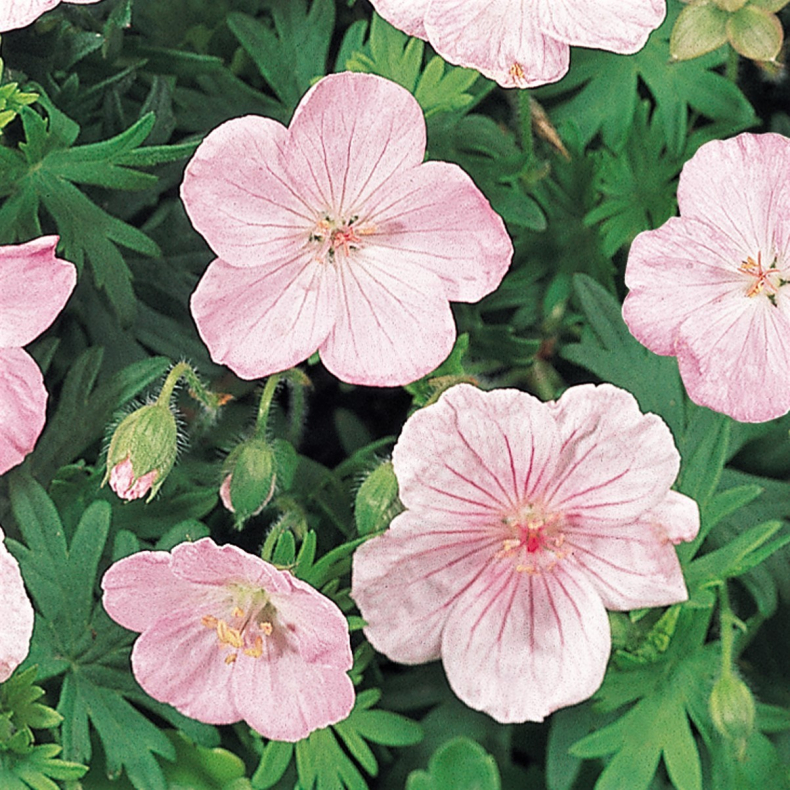 Geranium sanguineum Vision Pink - Storken�b
