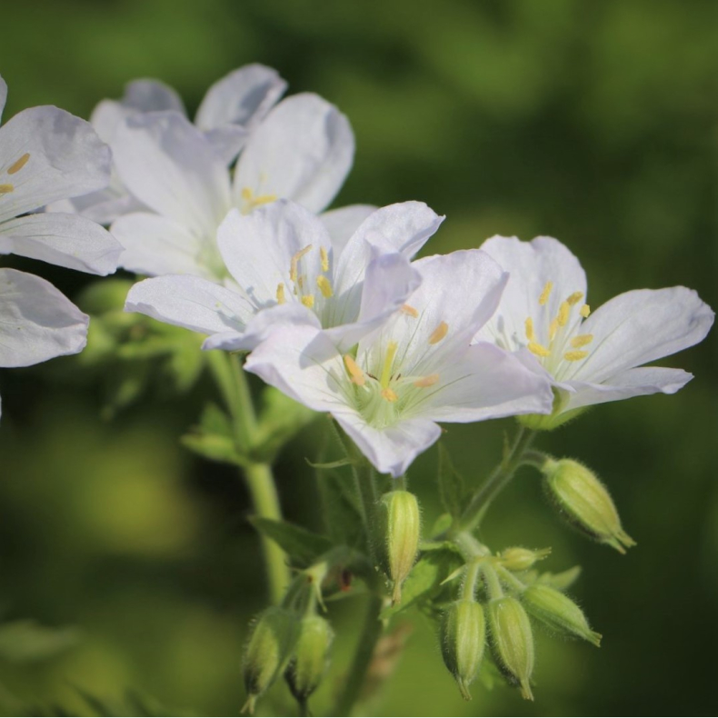 Geranium sylvaticum Album - Skovstorkenb 1L