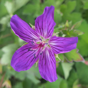 Geranium wlassovianum Lakwijk Star - Storkenb