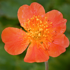 Geum coccineum Borisii - Nellikerod