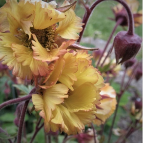 Geum hybrida Fluffy Yellow - Nellikerod