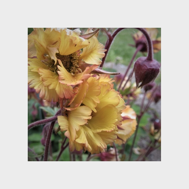 Geum hybrida Fluffy Yellow - Nellikerod