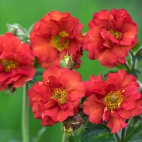 Geum hybrida Tempest Scarlet - Nellikerod