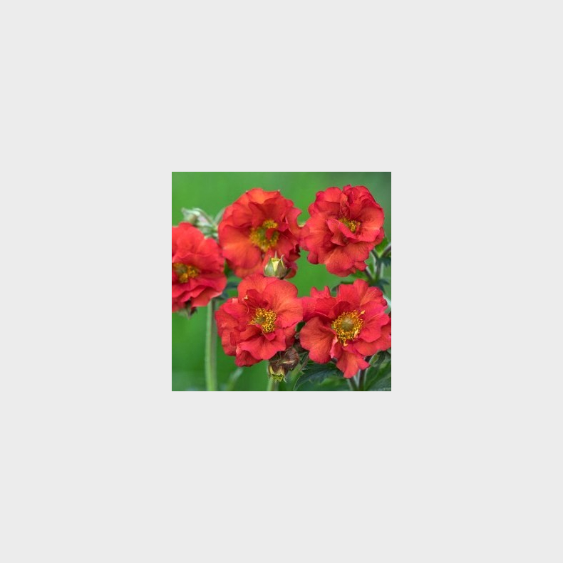 Geum hybrida Tempest Scarlet - Nellikerod