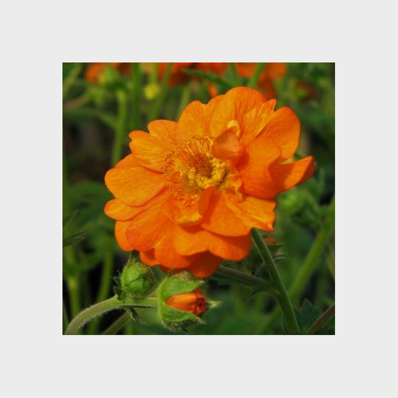 Geum Prinses Juliana - Nellikerod  1L