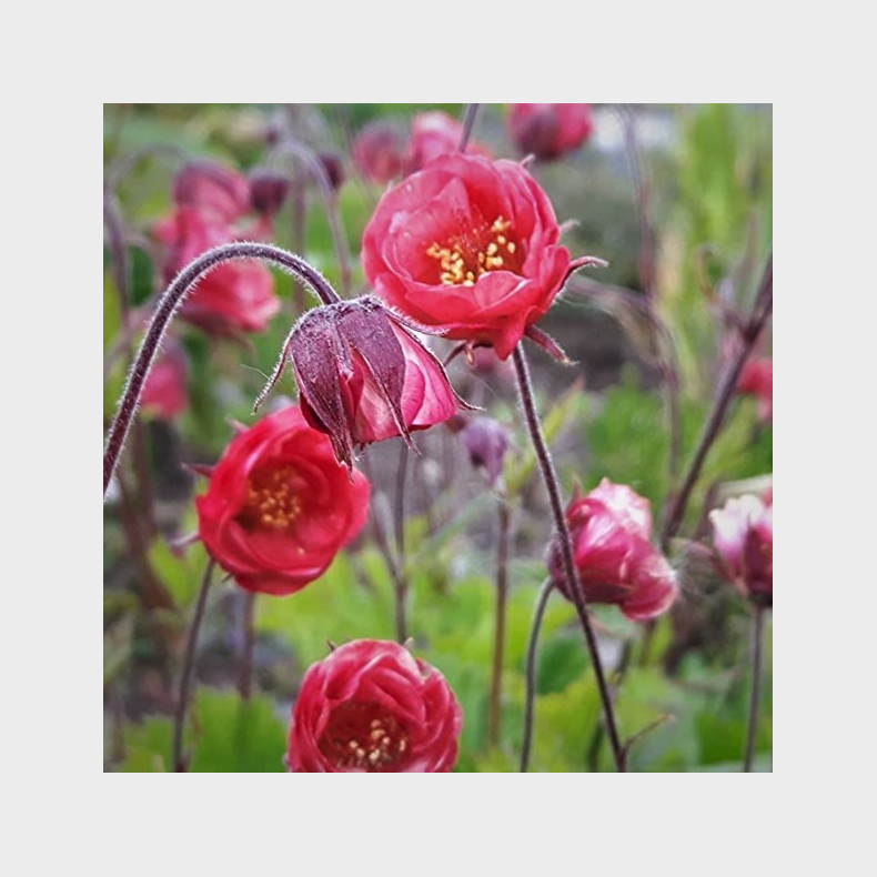 Geum rivale Leonards Variety - Engnellikerod