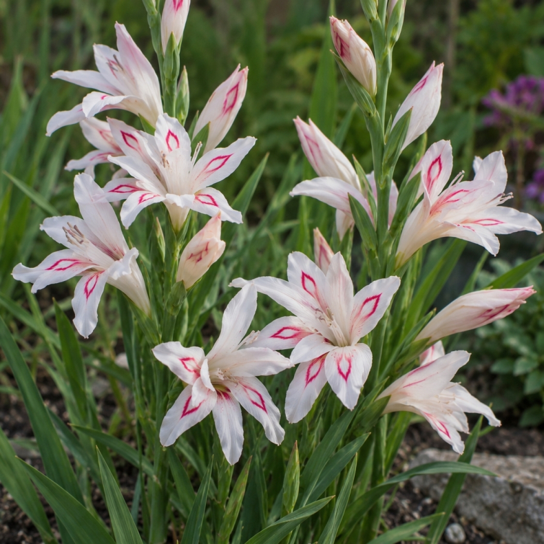 Gladiolus nanus Nymph - Dv�ggladiolus - 5 l�g str. 9/10 ikke i potte