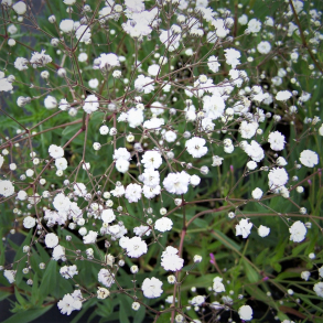 Gypsophila paniculata Bristol Fairy - Brudesl�r 4L