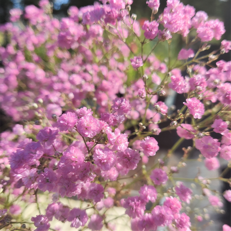 Gypsophila paniculata Flamingo - Brudeslr 4L