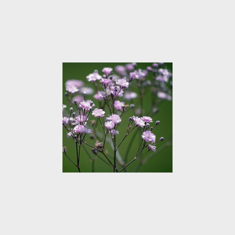 Gypsophila paniculata Pink Festival - Brudeslr 1L