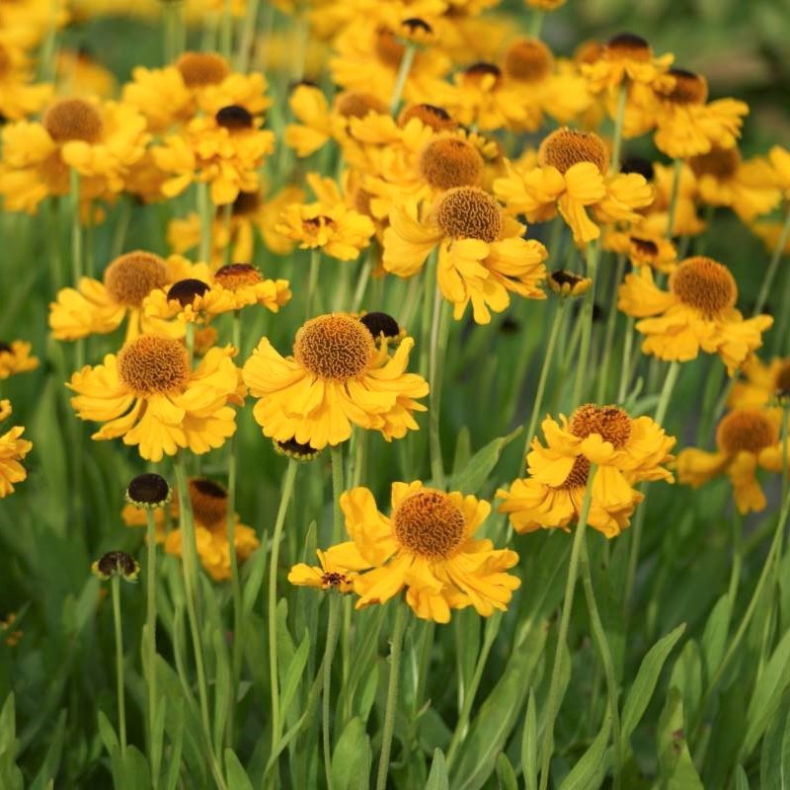 Helenium bigelovii The Bishop - Solbrud