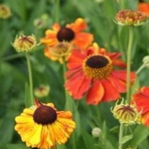 Helenium hybrid Sahins Early Flower- Solbrud