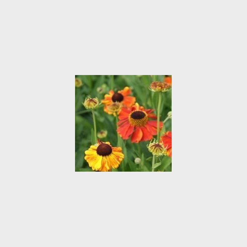 Helenium hybrid Sahins Early Flower- Solbrud
