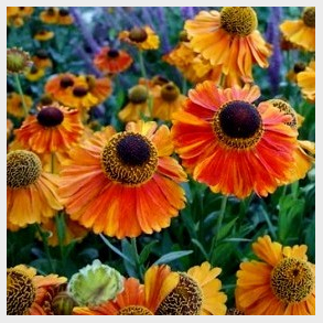 Helenium Mardi Gras - Solbrud