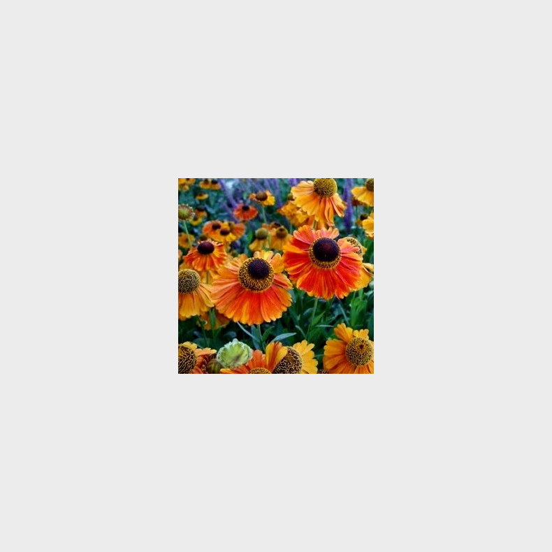 Helenium Mardi Gras - Solbrud