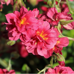 Helianthemum Cerise Queen - Sol�je