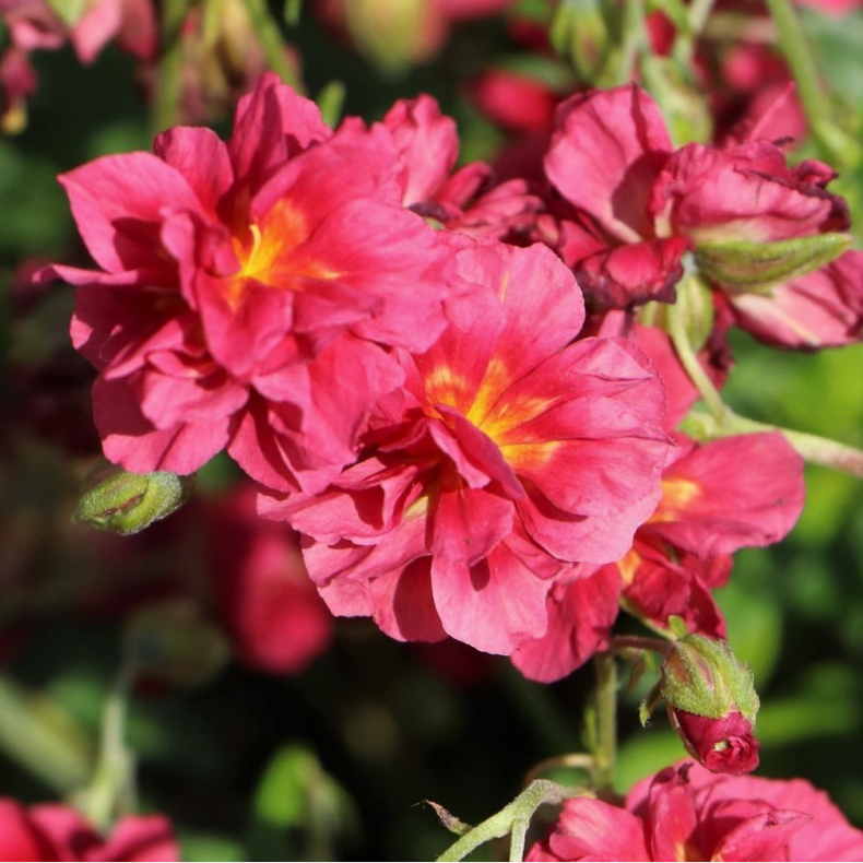 Helianthemum Cerise Queen - Solje