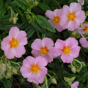 Helianthemum hybrid Lawrensons Pink - Sol�je