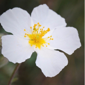 Helianthemum The Bride - Solje
